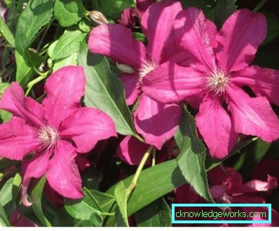 143-Clematis Beskrivning