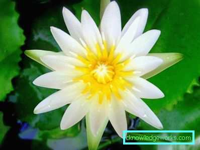 203 Lily