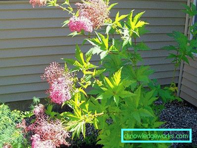 311-Meadowsweet orm vanlig