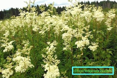 311-Meadowsweet orm vanlig