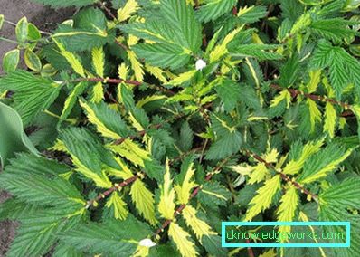 311-Meadowsweet orm vanlig