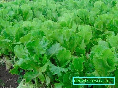 209 Leafsallad
