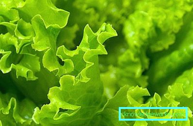 209 Leafsallad