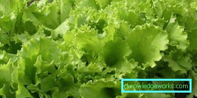 209 Leafsallad