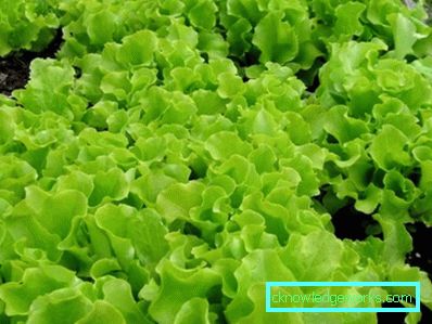 209 Leafsallad