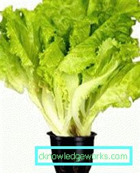 209 Leafsallad