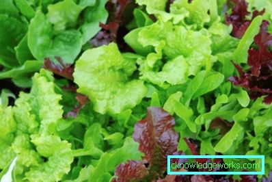 209 Leafsallad