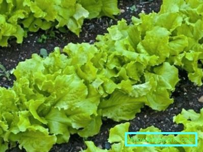 209 Leafsallad
