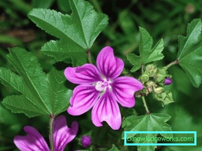 243-mallow odling