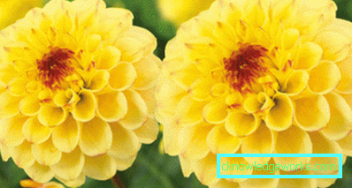 355-Namn på sorter av dahlias med