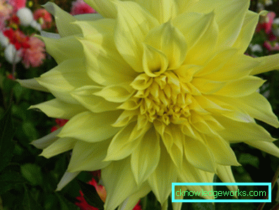 355-Namn på sorter av dahlias med
