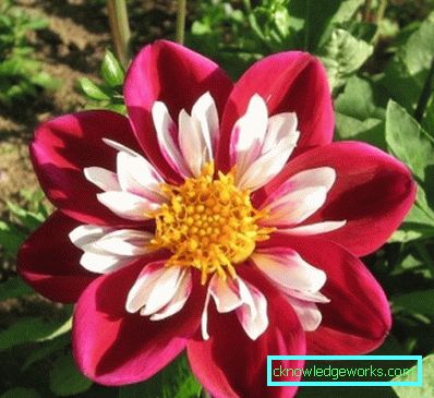 355-Namn på sorter av dahlias med