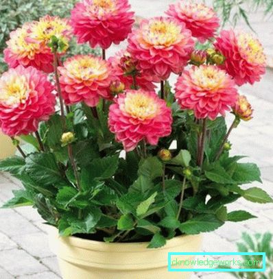 355-Namn på sorter av dahlias med