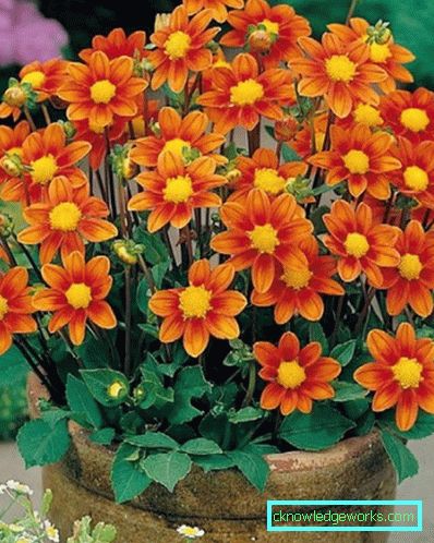355-Namn på sorter av dahlias med