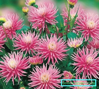 355-Namn på sorter av dahlias med