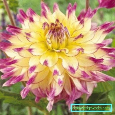 355-Namn på sorter av dahlias med