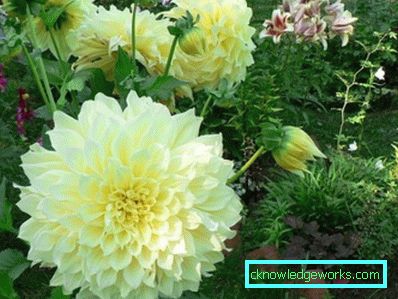 355-Namn på sorter av dahlias med