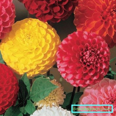 355-Namn på sorter av dahlias med