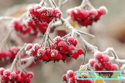 162 november vid stugan
