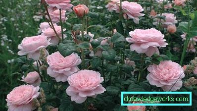 368-arrangemang av tomten med sina egna