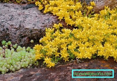 276 Jorddäck fleråriga blommor