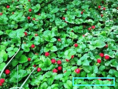276 Jorddäck fleråriga blommor