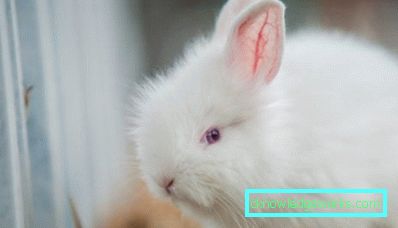 236-Breed kaniner hemma