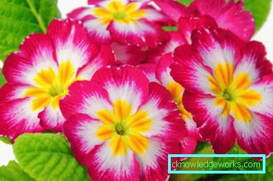 126-står för blommor - 100 bilder