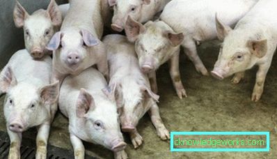 227-Pigsty med egna händer