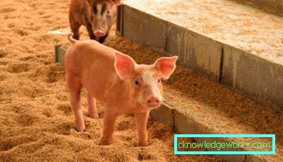 227-Pigsty med egna händer