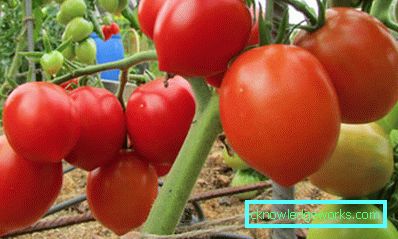 65-tomat sorter budenovka