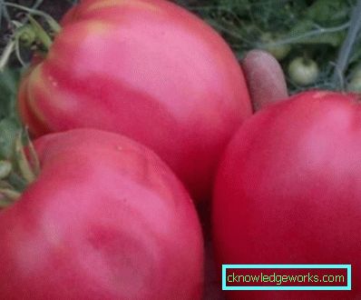 65-tomat sorter budenovka